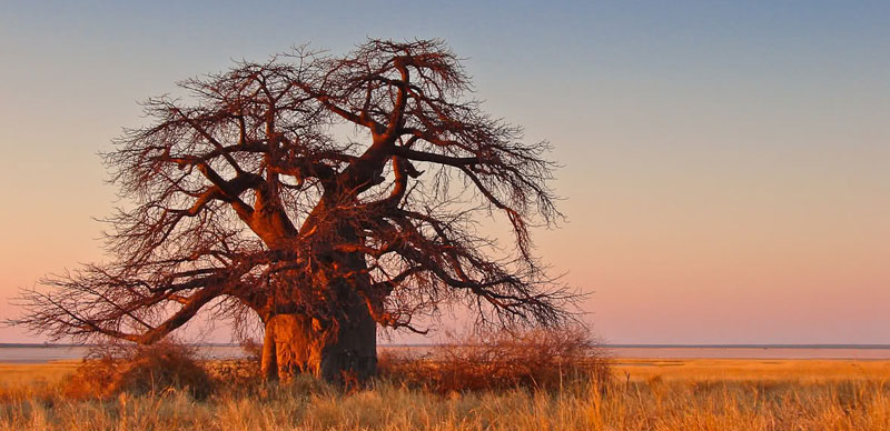 Baobab: Tree of Life
